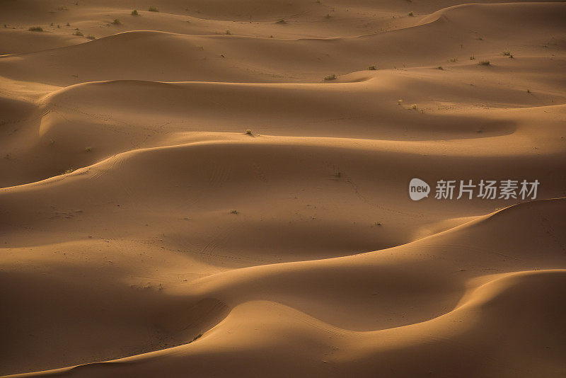 Erg Chebbi沙丘在摩洛哥撒哈拉沙漠日出